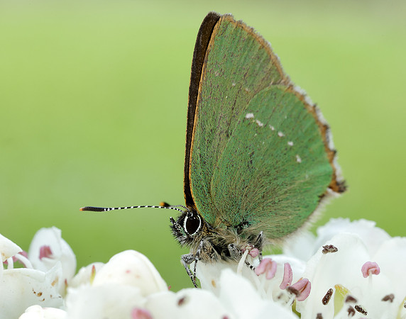 Green Hairstreak Callophrys rubi