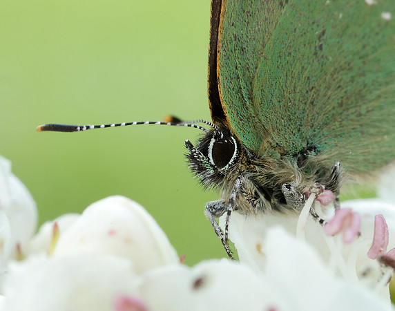 Green Hairstreak Callophrys rubi