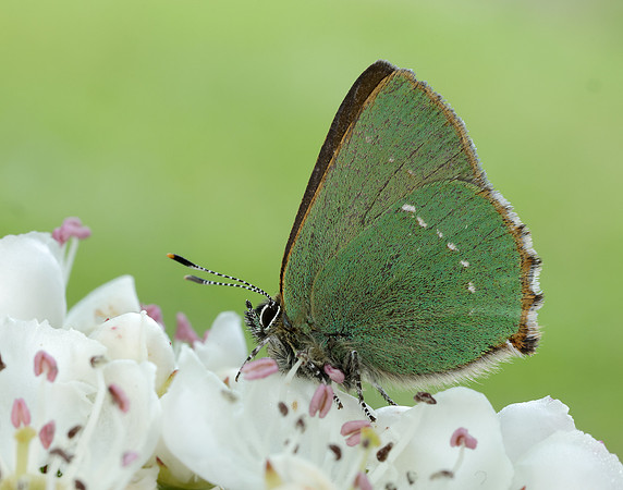 Green Hairstreak Callophrys rubi