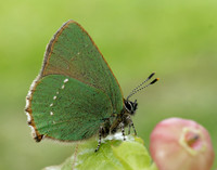 Green Hairstreak Callophrys rubi