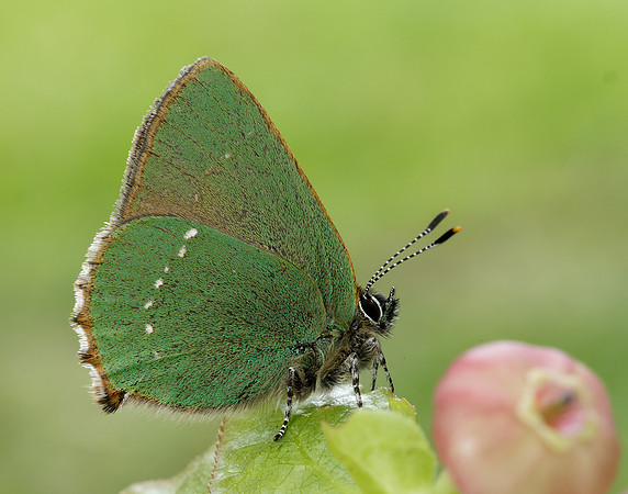 Green Hairstreak Callophrys rubi