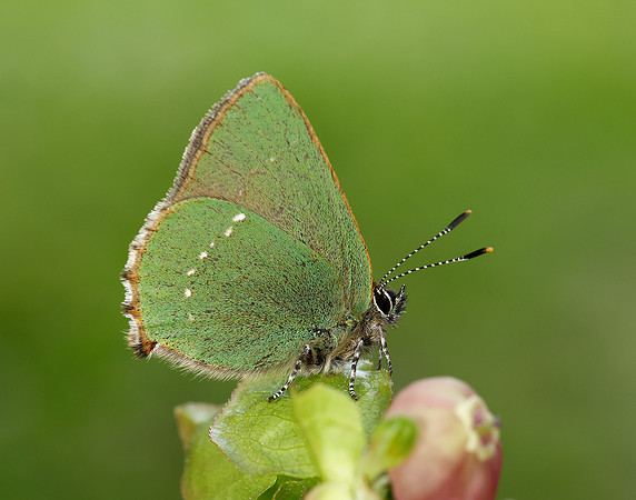Green Hairstreak Callophrys rubi