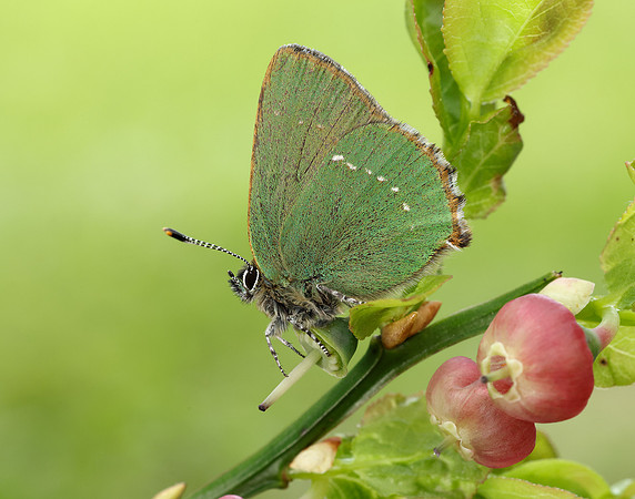 Green Hairstreak Callophrys rubi