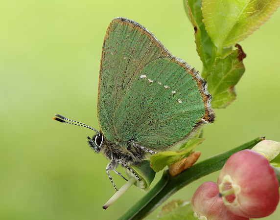 Green Hairstreak Callophrys rubi