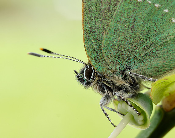 Green Hairstreak Callophrys rubi