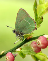 Green Hairstreak Callophrys rubi