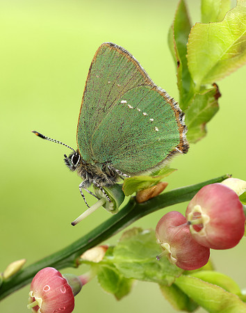 Green Hairstreak Callophrys rubi