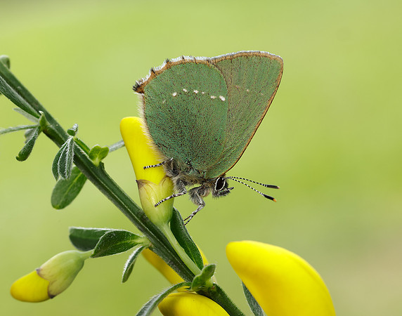 Green Hairstreak Callophrys rubi