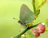 Green Hairstreak Callophrys rubi