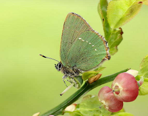Green Hairstreak Callophrys rubi