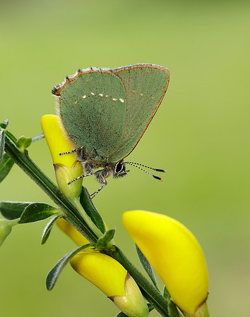 Green Hairstreak Callophrys rubi