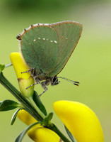Green Hairstreak Callophrys rubi