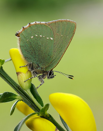 Green Hairstreak Callophrys rubi