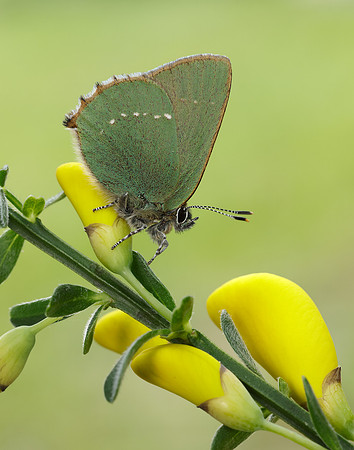 Green Hairstreak Callophrys rubi