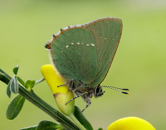 Green Hairstreak Callophrys rubi