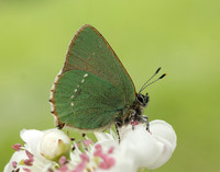 Green Hairstreak Callophrys rubi