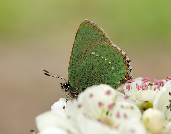 Green Hairstreak Callophrys rubi