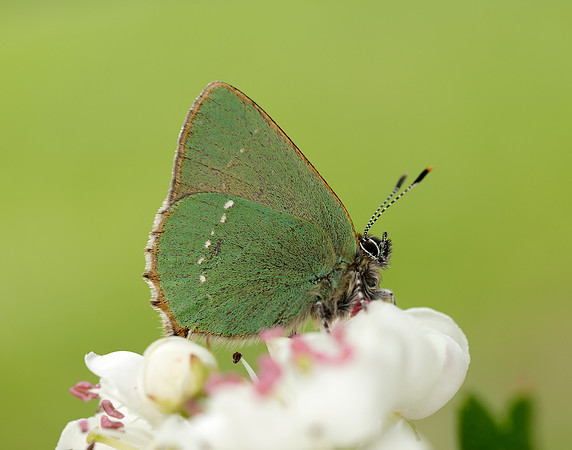 Green Hairstreak Callophrys rubi