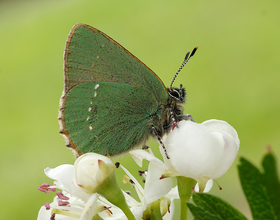 Green Hairstreak Callophrys rubi