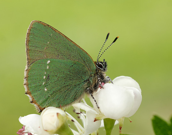 Green Hairstreak Callophrys rubi