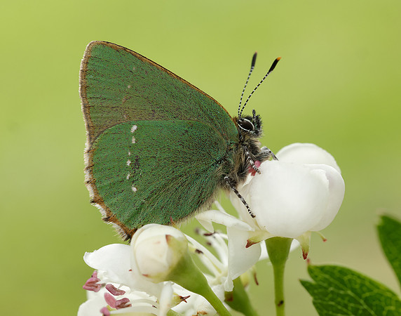 Green Hairstreak Callophrys rubi