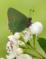 Green Hairstreak Callophrys rubi