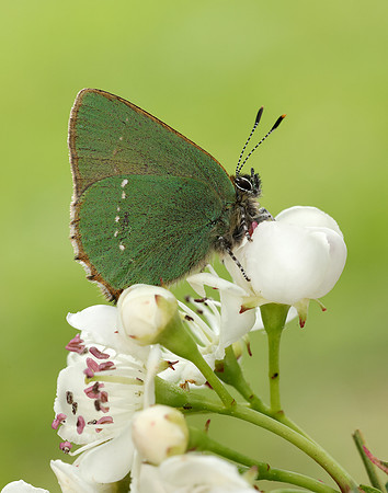 Green Hairstreak Callophrys rubi