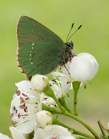 Green Hairstreak Callophrys rubi
