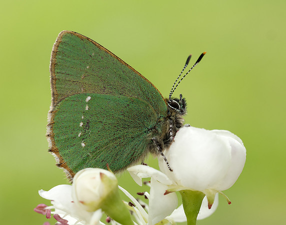 Green Hairstreak Callophrys rubi
