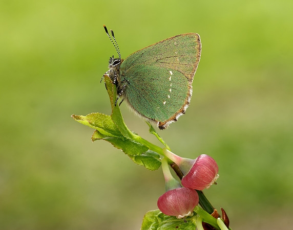 Green Hairstreak Callophrys rubi