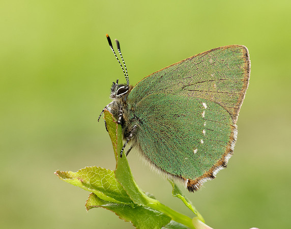 Green Hairstreak Callophrys rubi