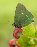 Green Hairstreak Callophrys rubi