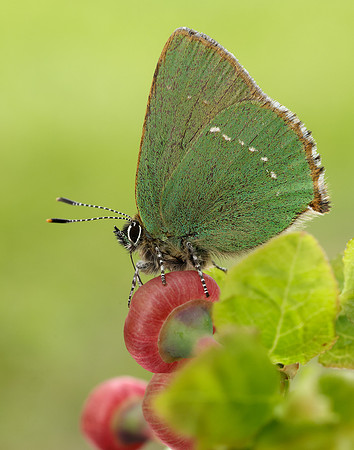 Green Hairstreak Callophrys rubi