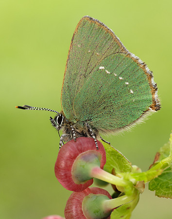 Green Hairstreak Callophrys rubi