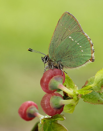 Green Hairstreak Callophrys rubi