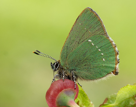 Green Hairstreak Callophrys rubi