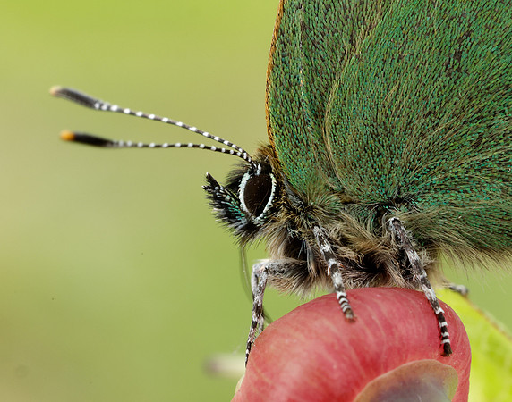 Green Hairstreak Callophrys rubi