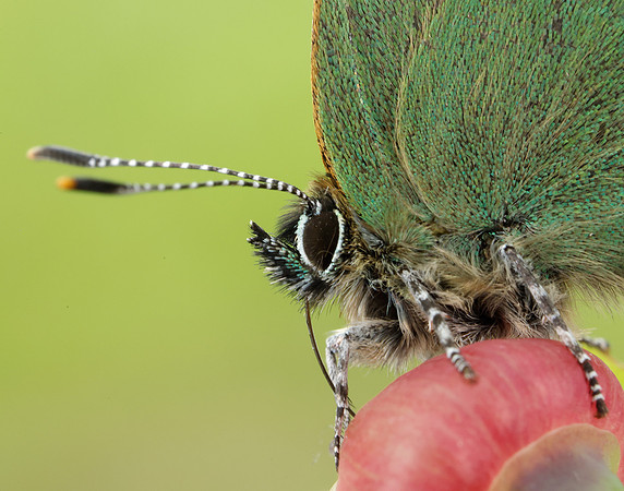 Green Hairstreak Callophrys rubi