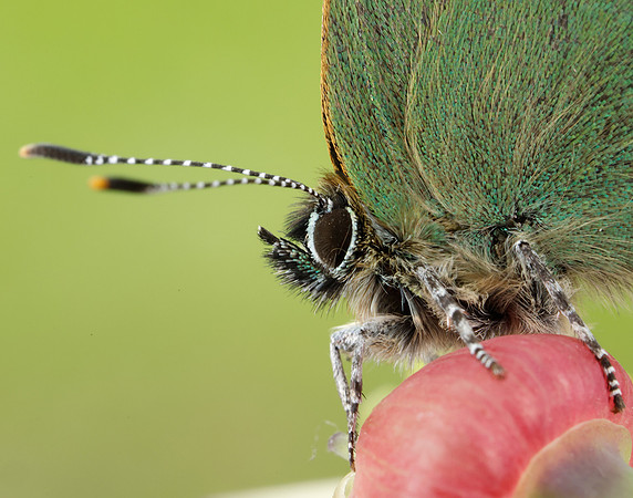 Green Hairstreak Callophrys rubi