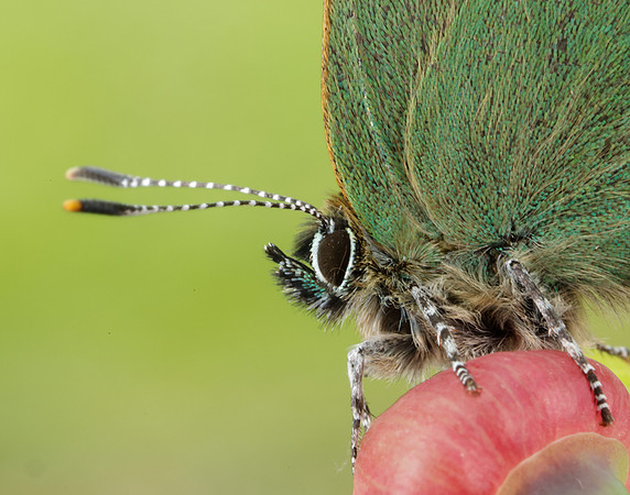 Green Hairstreak Callophrys rubi