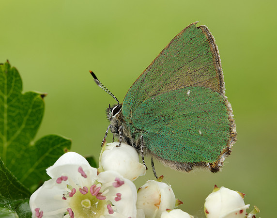 Green Hairstreak Callophrys rubi