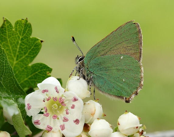 Green Hairstreak Callophrys rubi