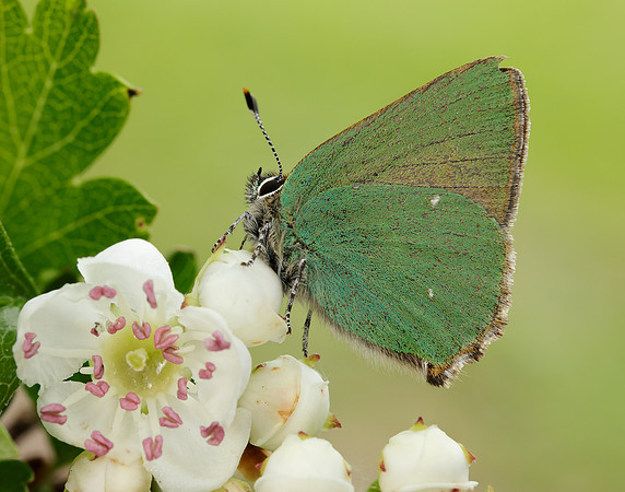 Green Hairstreak Callophrys rubi