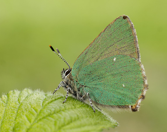 Green Hairstreak Callophrys rubi