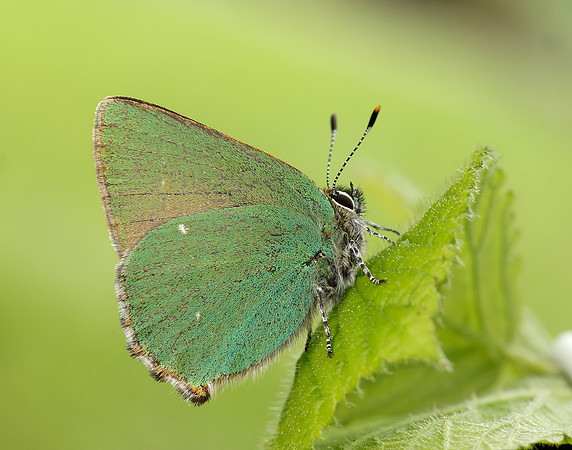 Green Hairstreak Callophrys rubi