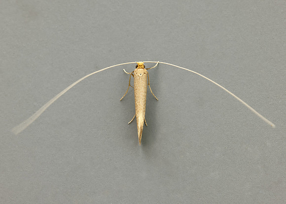 7.015 BF140 Nematopogon swammerdamella