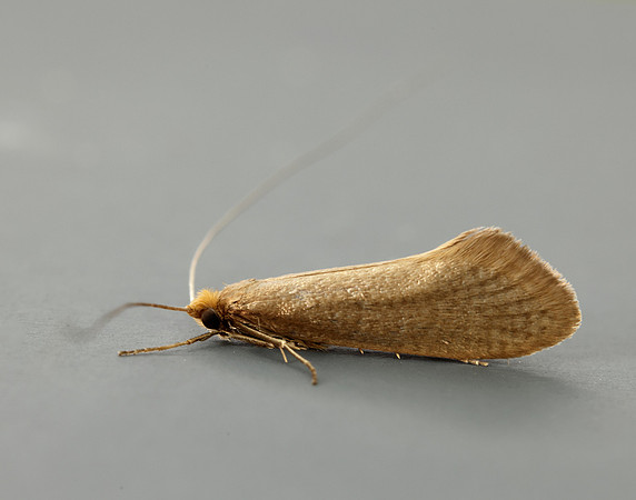 7.015 BF140 Nematopogon swammerdamella