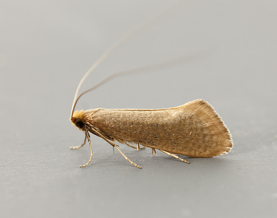 7.015 BF140 Nematopogon swammerdamella