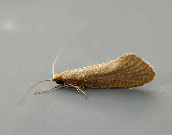 7.015 BF140 Nematopogon swammerdamella