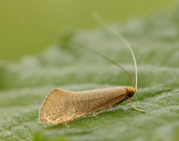 7.015 BF140 Nematopogon swammerdamella
